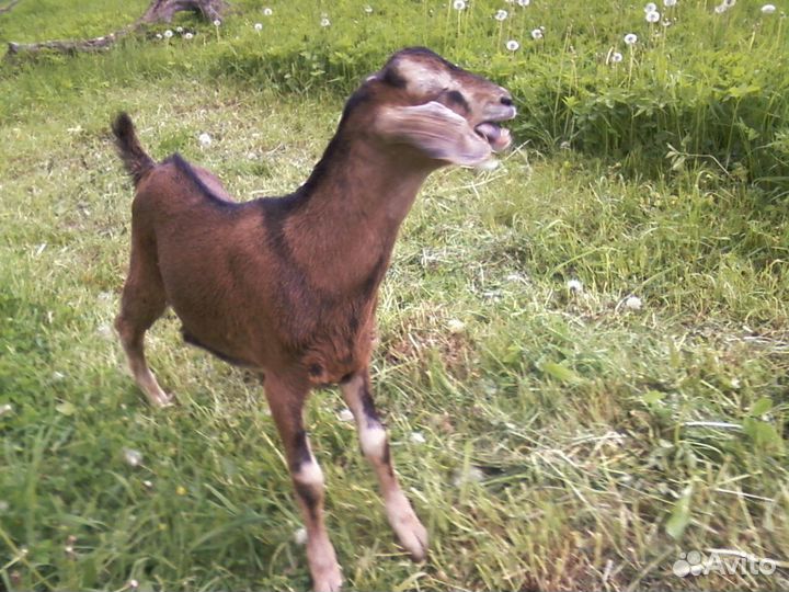 Козлики, козочки