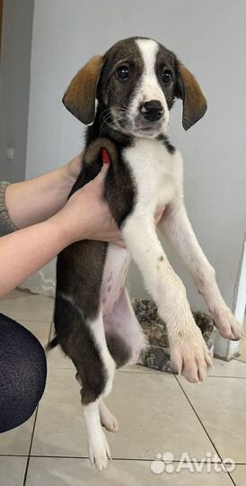 Девочка с розовым носом