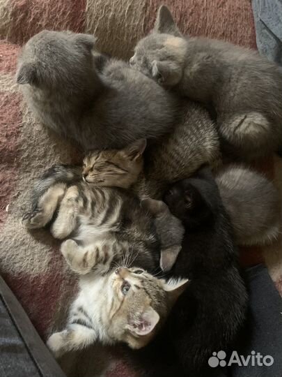 Котята отдам даром