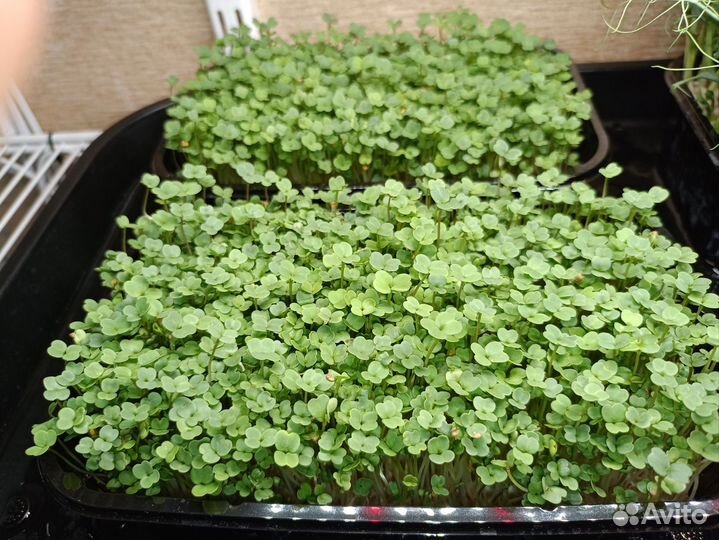 Набор для выращивания микрозелени