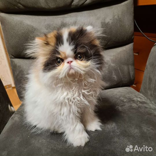 Персидская кошка