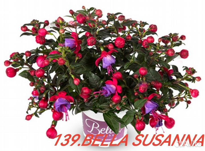 Фуксия мелкашка