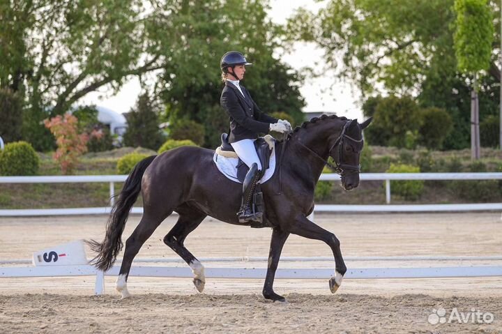 Выездковая кобыла от De Niro