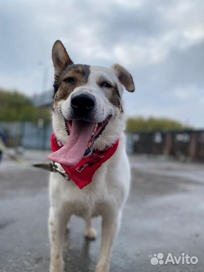 Олли молодая собака ищет дом