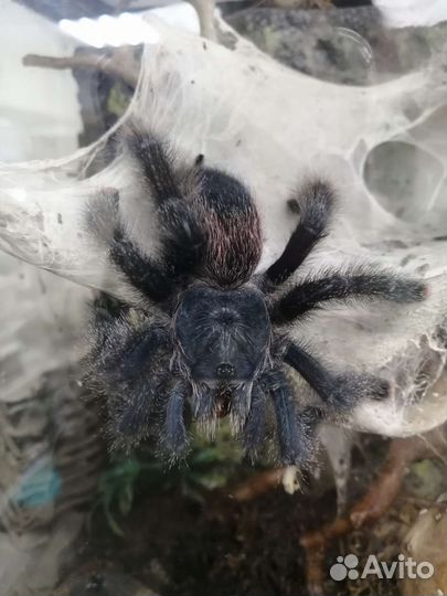 Скорпионы и пауки птицееды