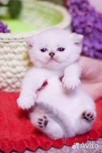 Британцы окрас королевская серебристая шиншилла