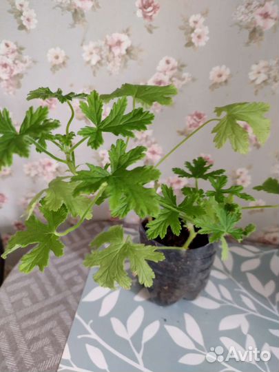 Пеларгония герань