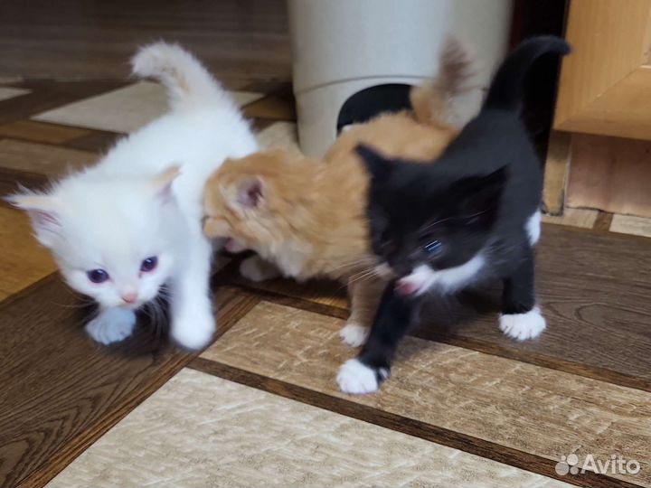 Котята в добрые руки бесплатно