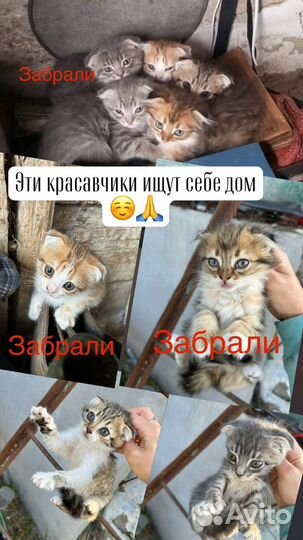 Вислоухие котята