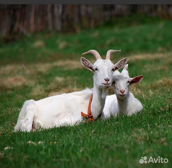 Коза,козлята