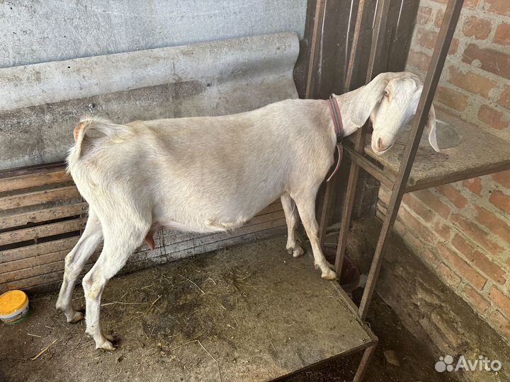 Козы и козлята