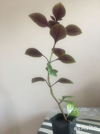 Хризотемис красивый