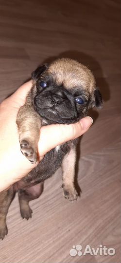 Щенок мопс(малышка)