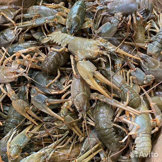 Раки Свежайшие