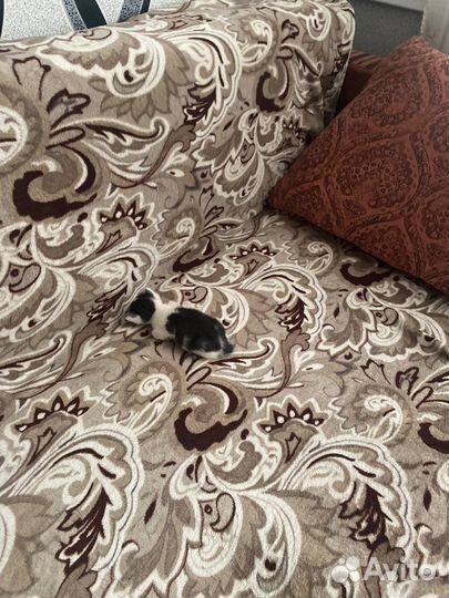 Котенок ищет семью