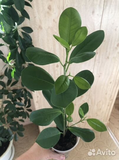 Фикус микрокарпа
