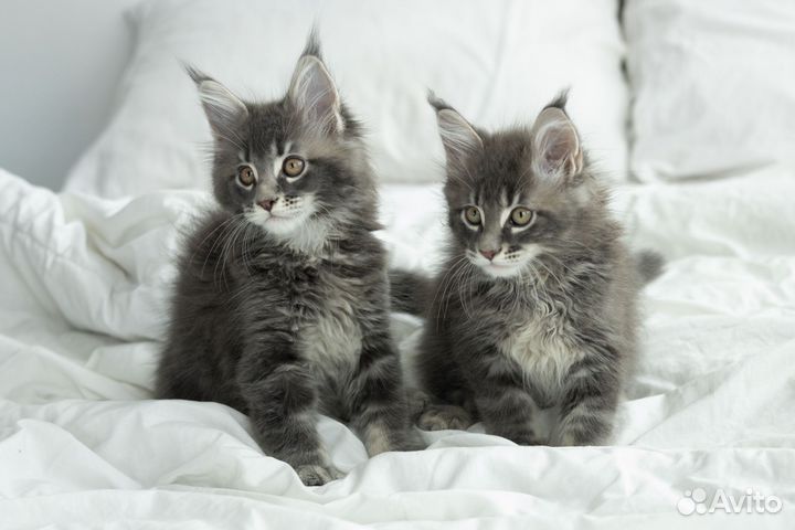 Котята мейн-кун