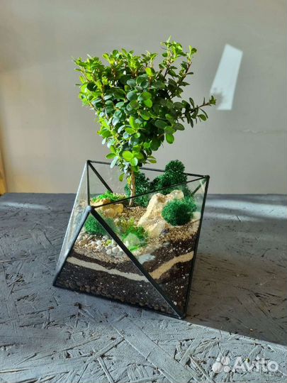 Бонсай во флорариуме октаэдре