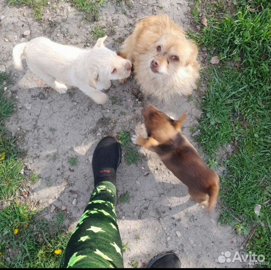 Собака в добрые руки щенок