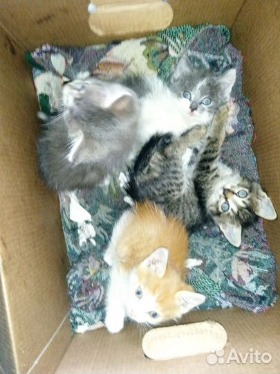Кошка в дар бесплатно