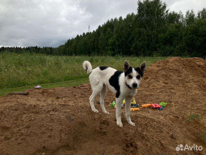 Собака метис