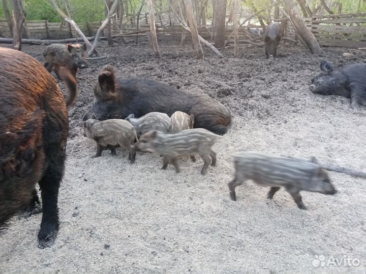 Дикие кабаны