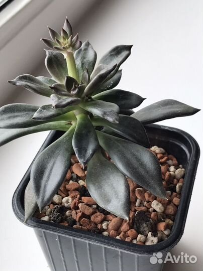 Суккуленты