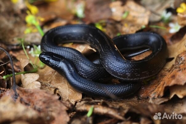 Черные молочные змеи