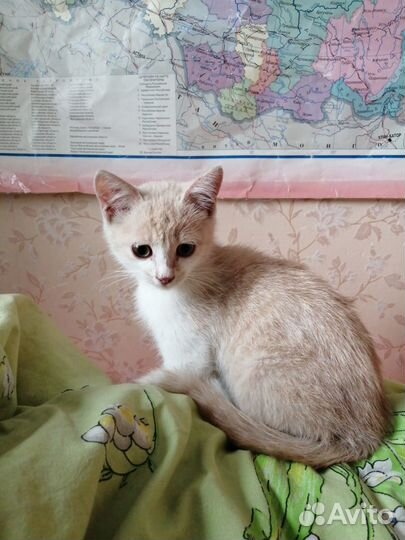 Котик в добрые руки
