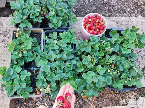 Рассада клубники