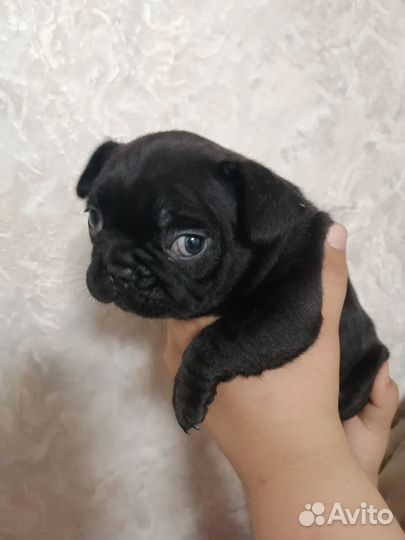 Щенки французского бульдога