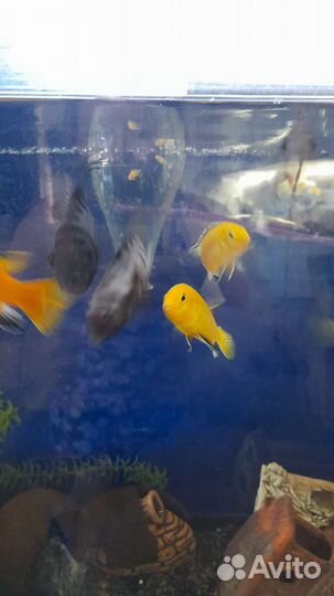 Аквариумные рыбки цихлиды