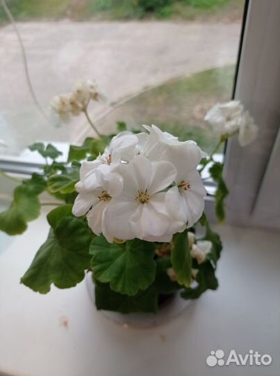 Пеларгония герань