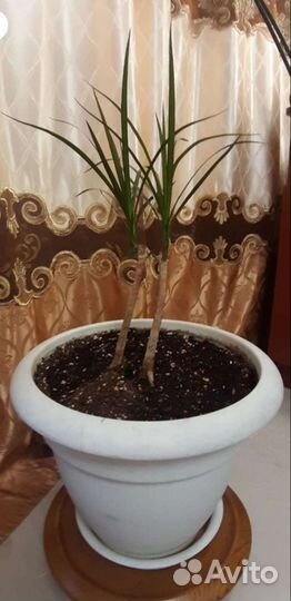 Пальма драцена маргината