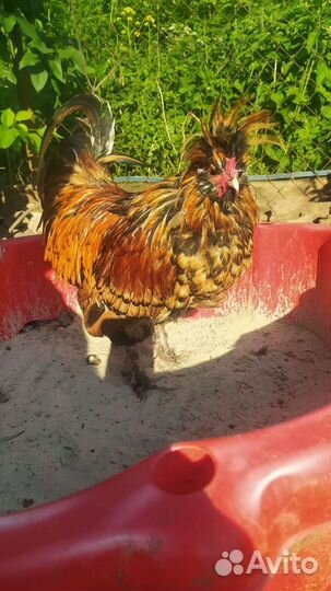 Павловское золото