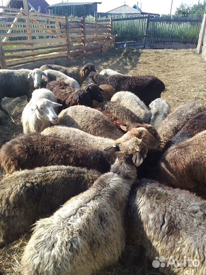 Продаю овец, 19 овцематки