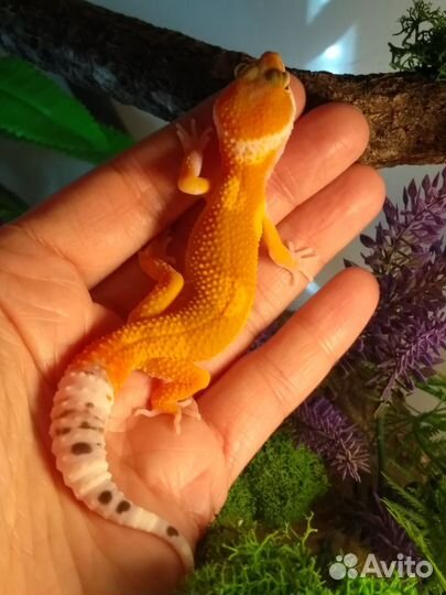 Эублефары, яркие танжерины