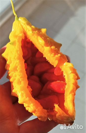 Момордика турецкая (семена)