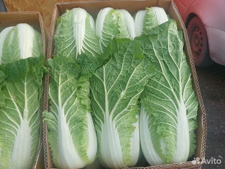 Пикинская капуста