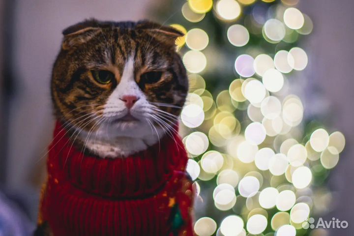 Объектив yongnuo 50mm f1 8 с автофокусом nikon