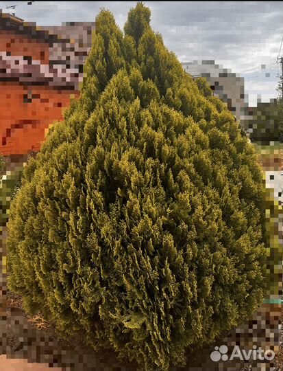 Туя ауреа нана