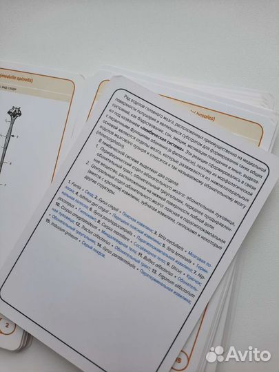 Карточки анатомия человека цена в описании