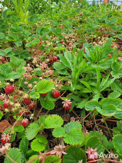 Сортовая клубника