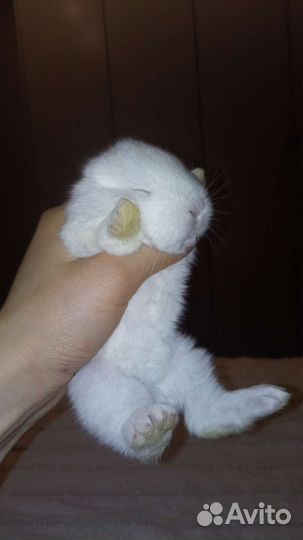 Декоративные крольчата