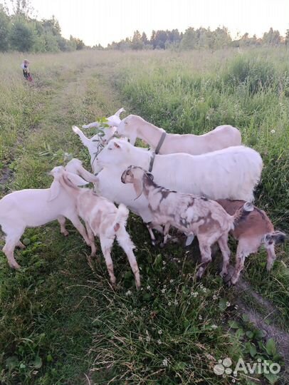 Козы (целая семья)