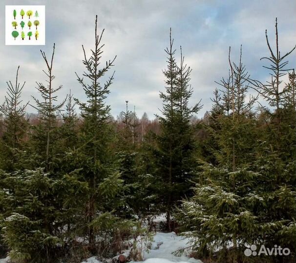 Саженцы ели с гарантией