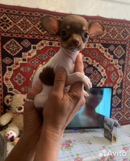 Щенки чихуахуа микро