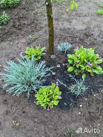 Почвопокровники