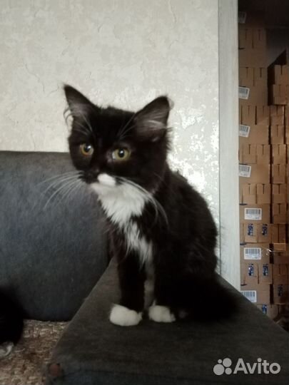 Котенок/котик