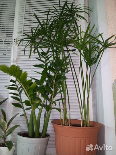 Замиокулькас, циперус